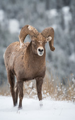 Bighorn