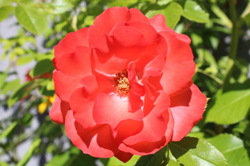 Bright Rose