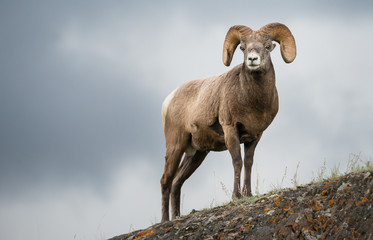Bighorn