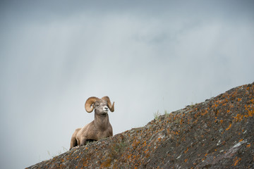 Bighorn