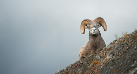 Bighorn