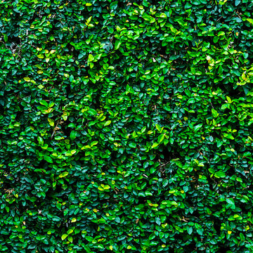 background of nature leaves wall green plant size 1:1