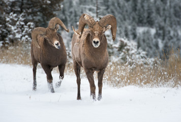 Naklejka premium Bighorn