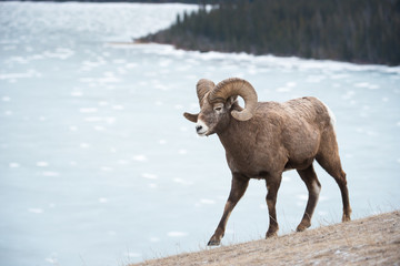 Bighorn
