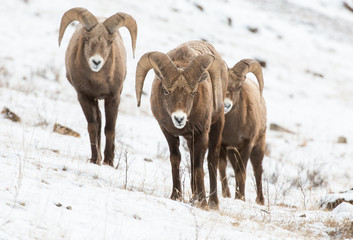 Bighorn