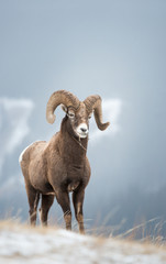 Bighorn