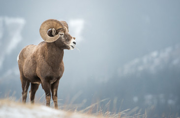 Bighorn