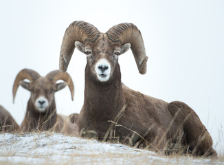 Bighorn