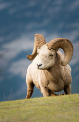Bighorn