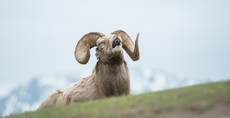 Bighorn