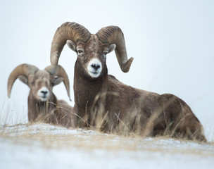 Bighorn