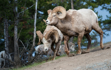 Bighorn