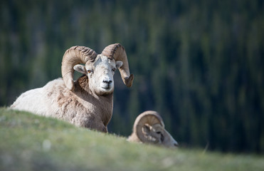 Bighorn