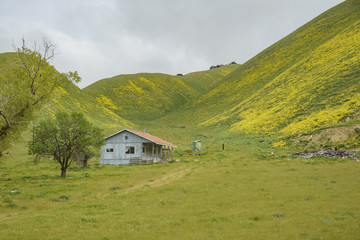 Fototapeta na wymiar Beautiful yellow goldifelds blossom with hills and wooden house