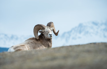 Bighorn