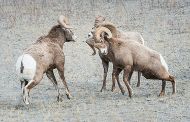 Bighorn