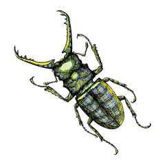 Fototapeta premium Hand drawn beetle. Color insect for design, icons, logo or print. Hand drawing illustration for Halloween. Vector.