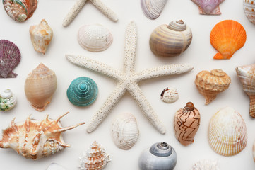 Shells and starfish isolated on white background