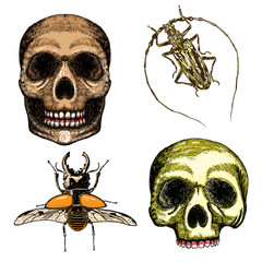 Halloween set. Witchcraft magic, occult attributes, decorative elements for cards. Vector.