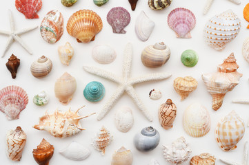 Shells and starfish isolated on white background