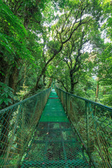 Suspension bridge in rainforest