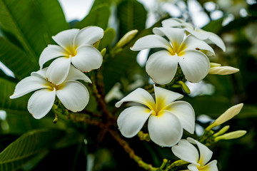 Plumeria flower on blurred leaves background