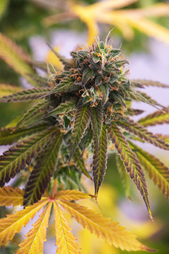 Cannabis cola (Mangopuff marijuana strain) with visible hairs and leaves on late flowering stage