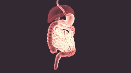 3d illustration of digestive system anatomy