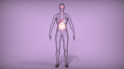 3d illustration of digestive system anatomy