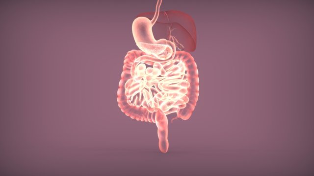 3d illustration of digestive system anatomy