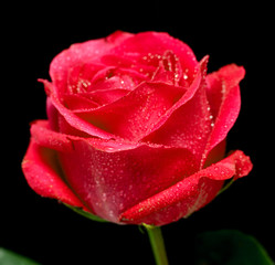 Rose close-up on black