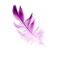 bird feather on white background