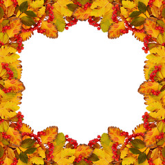 Naklejka na ściany i meble Autumn frame from dry colored leaves and rowan berries