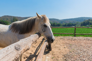 white horse in the farm and good landscape