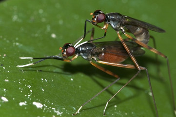Flyworm mating and ingraft on green leaf