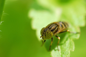 Macro housefly, flyworm on green leaves