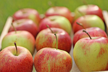 Apple crop. Apples in a wooden tray . Harvesting of apples