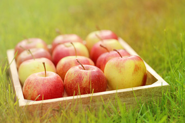 Apple crop. Apples in a wooden tray In the green grass In the rays of the autumn sun. Harvesting of apples