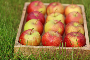 Apple crop. Apples in a wooden tray In the green grass . Harvesting of apples