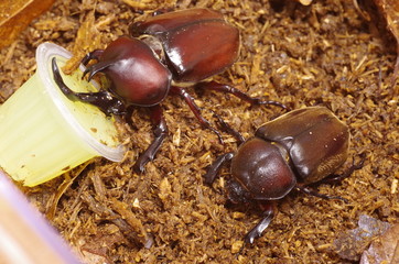 カブトムシの雄と雌 © taya27mu2
