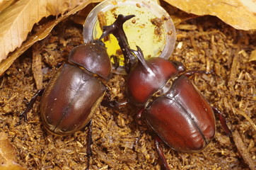 餌を食べるカブトムシの雄と雌