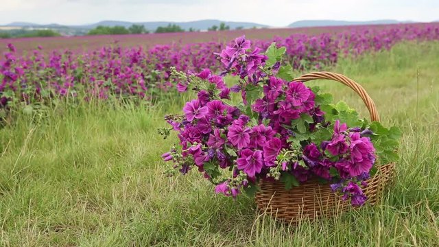 basket with purple wild mallow in front of beautiful flower field
