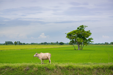 Cow eating grass or rice straw in rice field with blue sky, rural background.