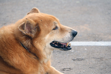 Brow golden retriever laying down on the floor and looking for something. The Golden Retriever is a large sized breed of dog bred.