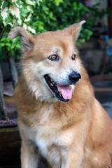 Brow golden retriever sitting on the floor and looking for something. The Golden Retriever is a large sized breed of dog bred. 