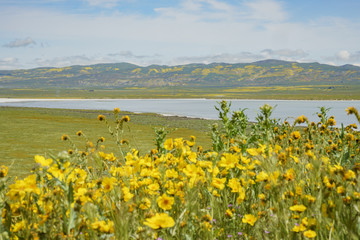 Beautiful yellow goldifelds blossom with Soda Lake