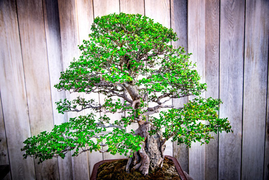 bonsai tree , Catlin Elm