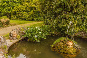 the acquatic white calla lily known as zantedeschia aethiopica callas /the calla is in a pond with side by side a fountain that zippers