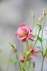 columbine