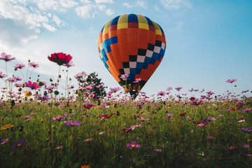 The hot air balloons flying over the cosmos flowers field in Singha park in Chiang Rai province of Thailand.